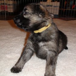 2016 Shiloh Shepherd Puppies - Week 4