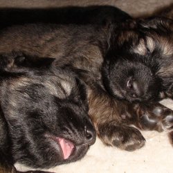 2016 Shiloh Shepherd Puppies - Week 4