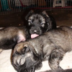 2016 Shiloh Shepherd Puppies - Week 4