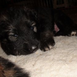 2016 Shiloh Shepherd Puppies - Week 4