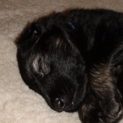 2016 Shiloh Shepherd Puppies - Week 4