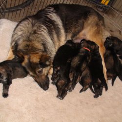 2016 Shiloh Shepherd Puppies - Week 4