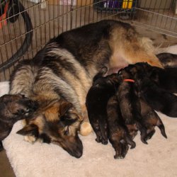 2016 Shiloh Shepherd Puppies - Week 4