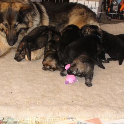 2016 Shiloh Shepherd Puppies - Week 4