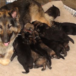 2016 Shiloh Shepherd Puppies - Week 4